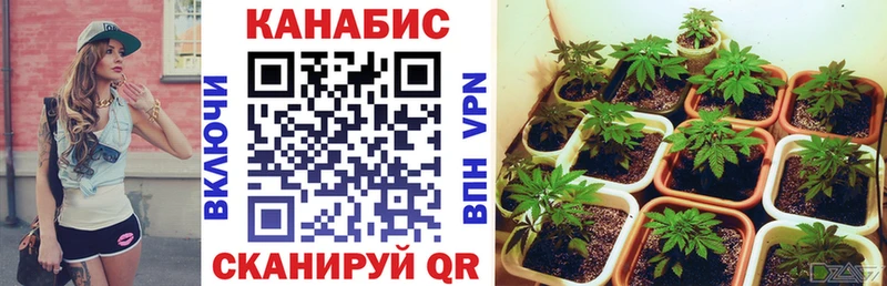 где найти наркотики  Нестеров  Бошки Шишки семена 